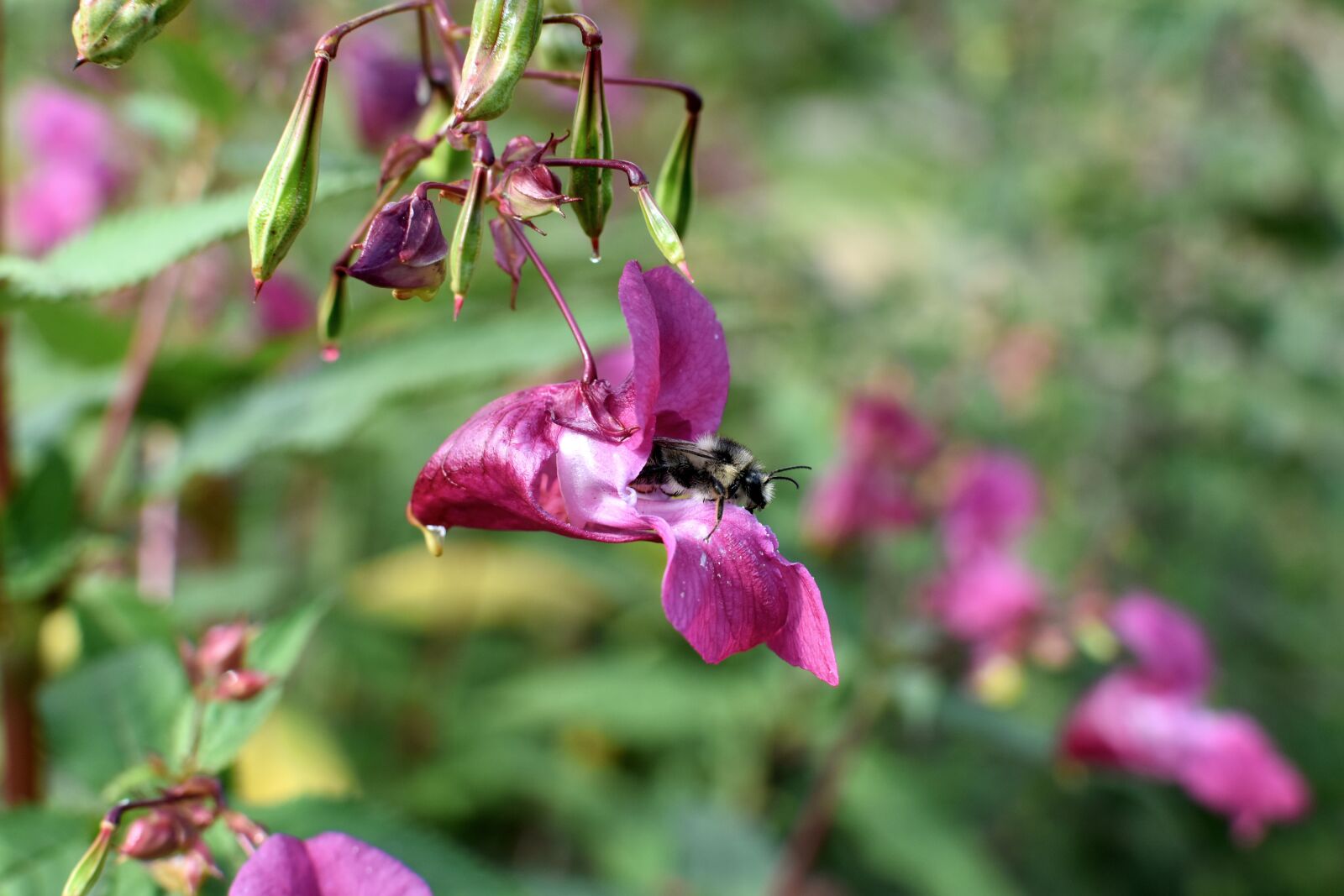 Nikon D3500 sample photo. Flowers, bee, insect photography