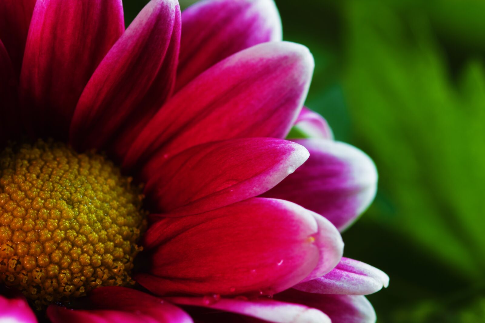 Canon EOS 550D (EOS Rebel T2i / EOS Kiss X4) sample photo. Pink, flower, photo photography