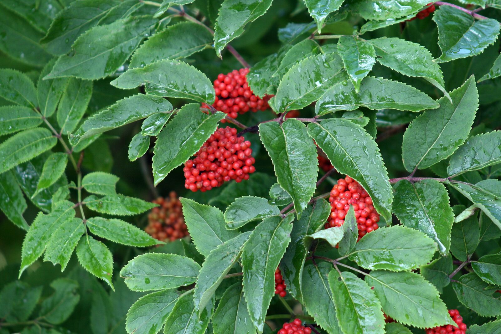 Canon EOS 400D (EOS Digital Rebel XTi / EOS Kiss Digital X) sample photo. Berry red, red, berries photography