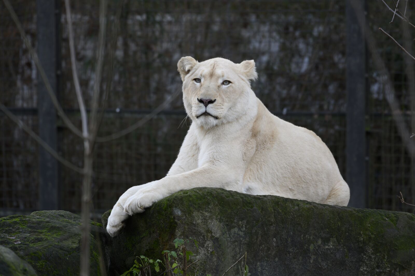 Nikon Z7 sample photo. Lioness, white lioness, zoo photography