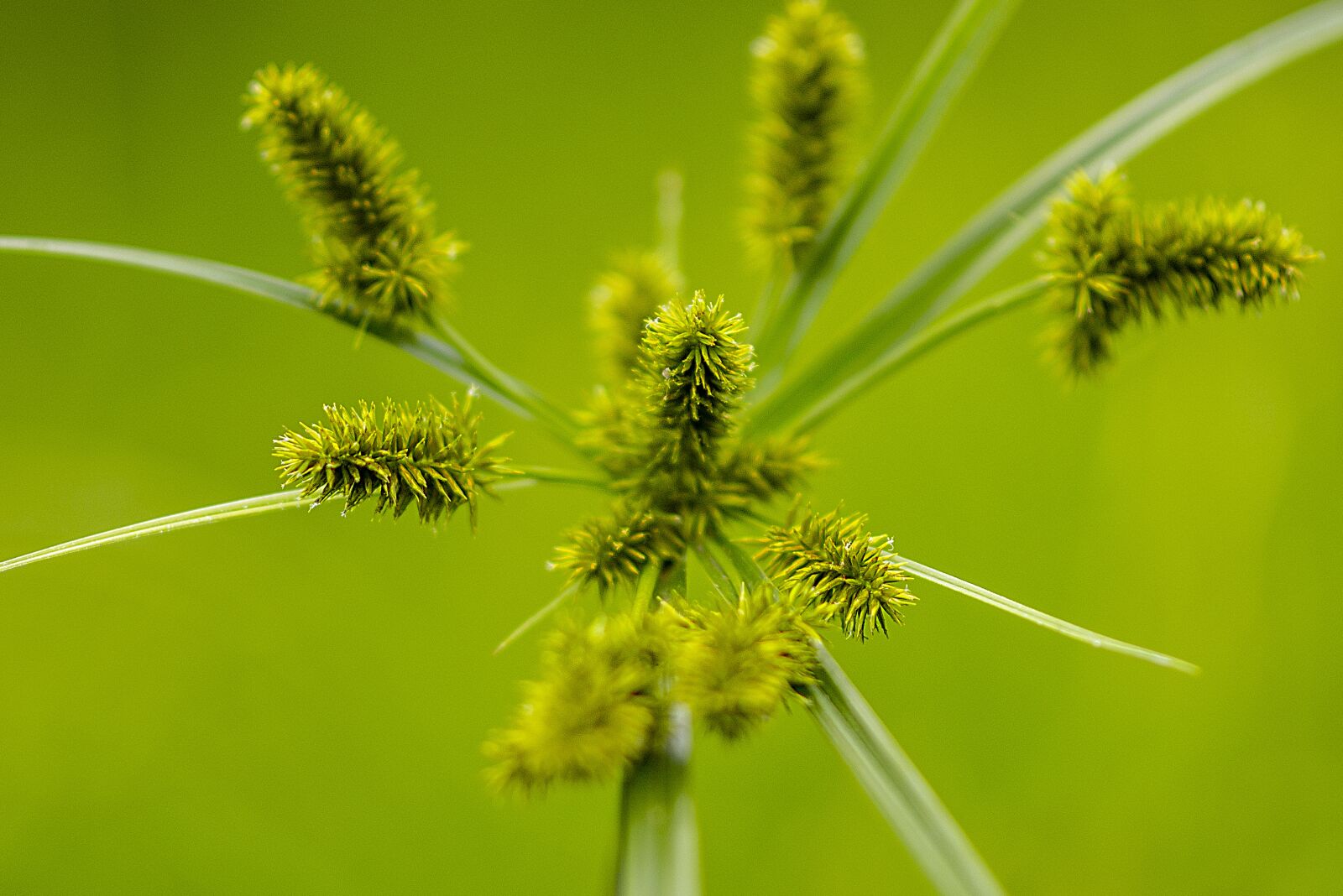 Nikon D600 sample photo. Flower, spring, summer photography