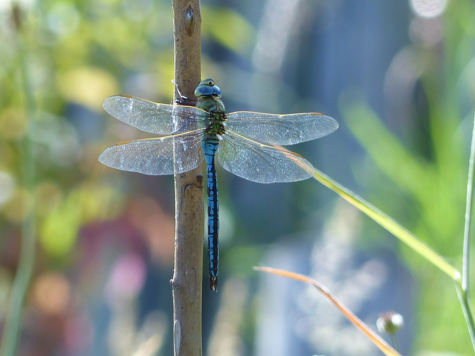 Panasonic Lumix DMC-FZ200 sample photo. Dragonfly, insect, nature photography