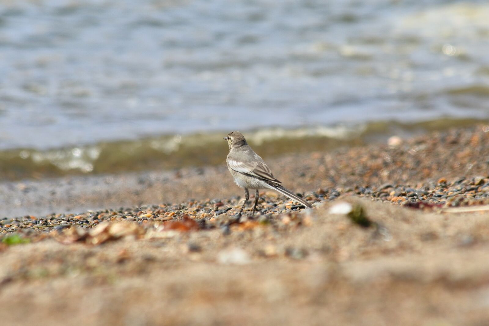 Nikon 1 J5 + VR 55-200mm f/4-5.6G sample photo. Animal, sea, beach photography