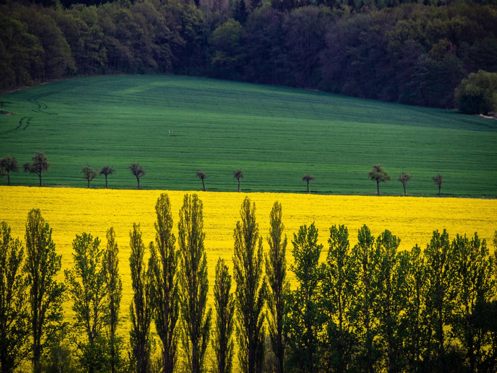 Olympus OM-D E-M10 III sample photo. Trees, field, forest photography