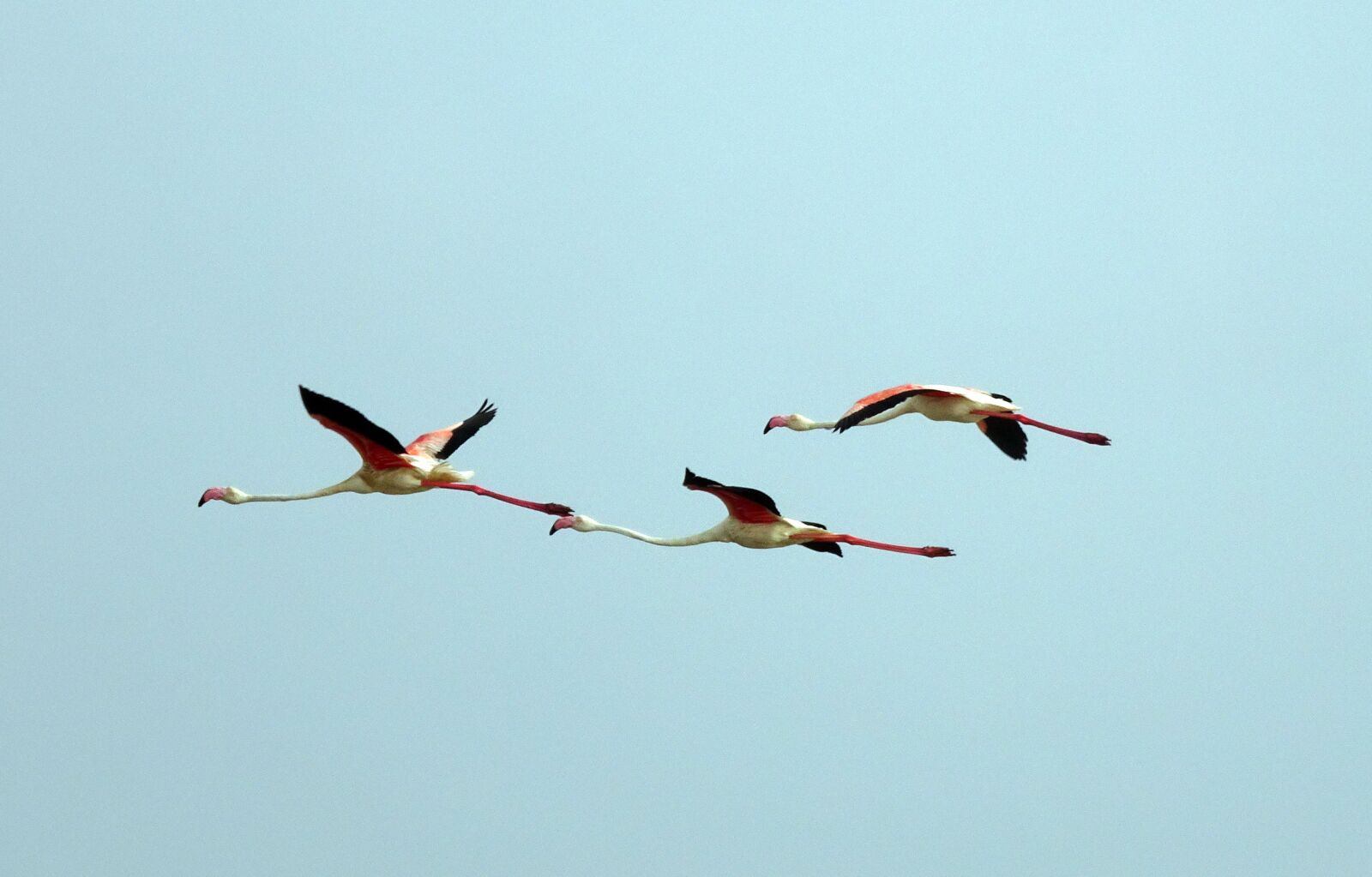 Sony Cyber-shot DSC-HX90V sample photo. Bird, greater flamingo, phoenicopterus photography
