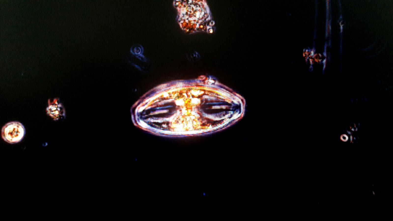 Samsung Galaxy A30 sample photo. Amphora ovalis, diatom, bacillariophyceae photography