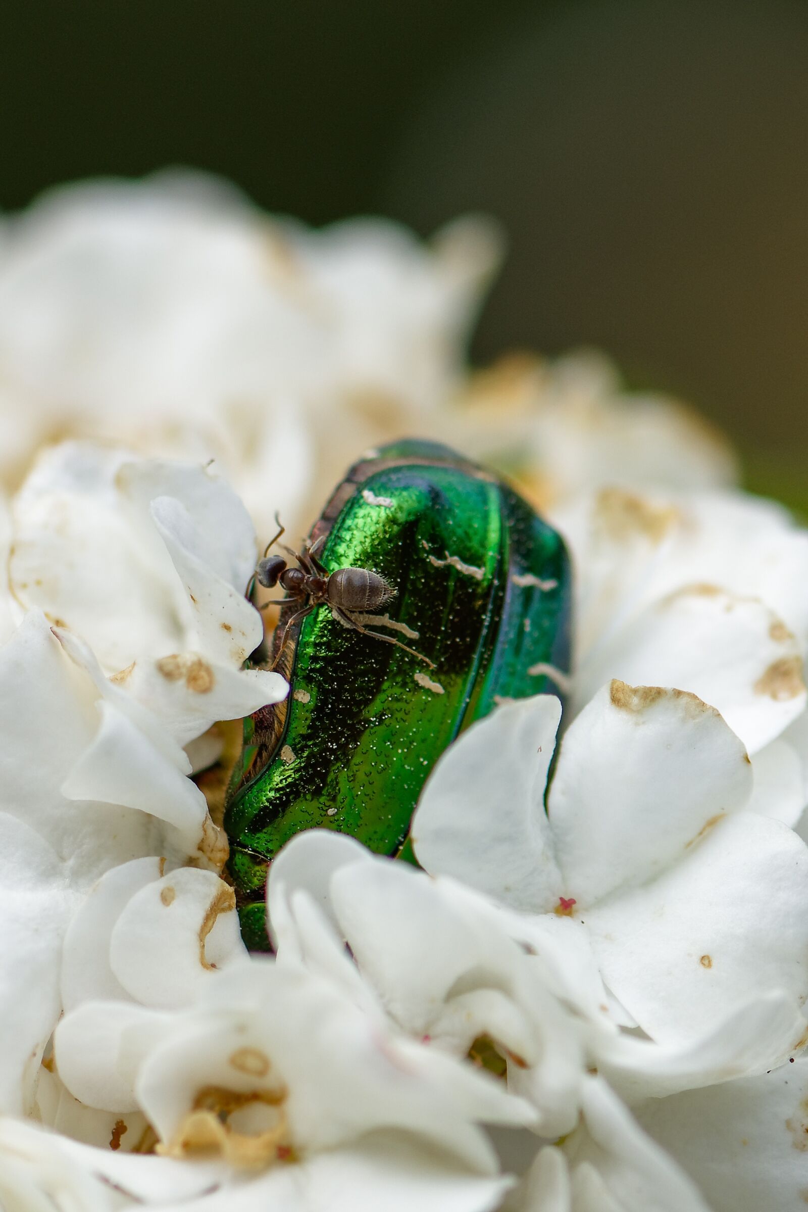 Nikon D7200 sample photo. Rose beetle, ant, insect photography