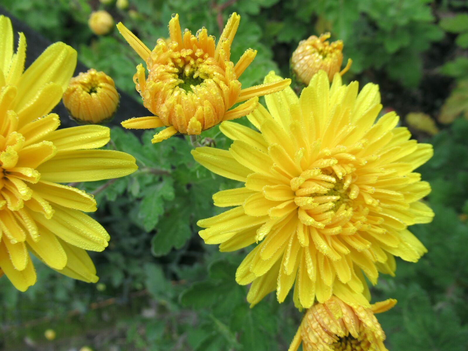 Canon PowerShot SX620 HS sample photo. Autumn, yellow, chrysanthemum photography