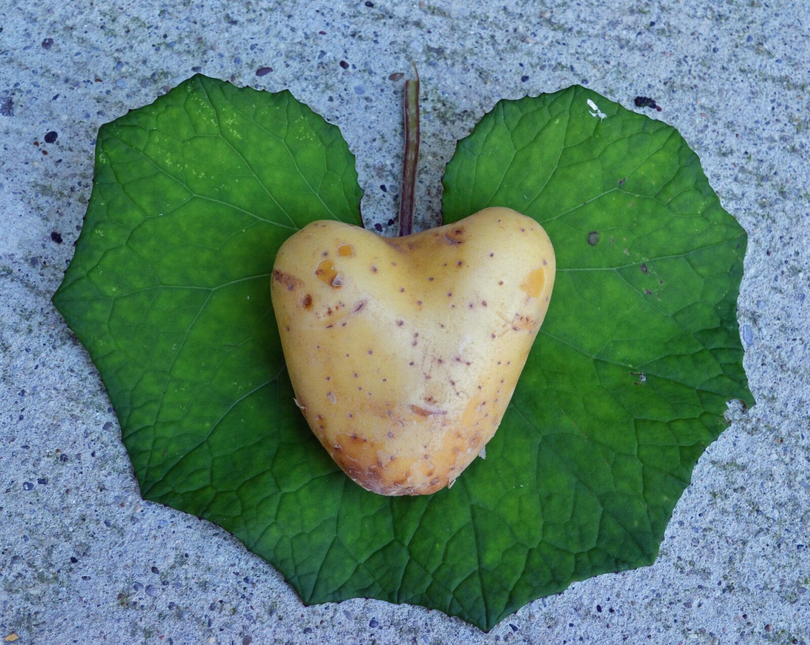 Nikon D3100 sample photo. Heart, potato, love photography