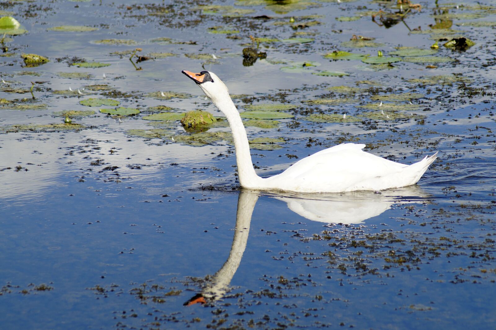 Sony SLT-A58 sample photo. Swan, bird, water photography