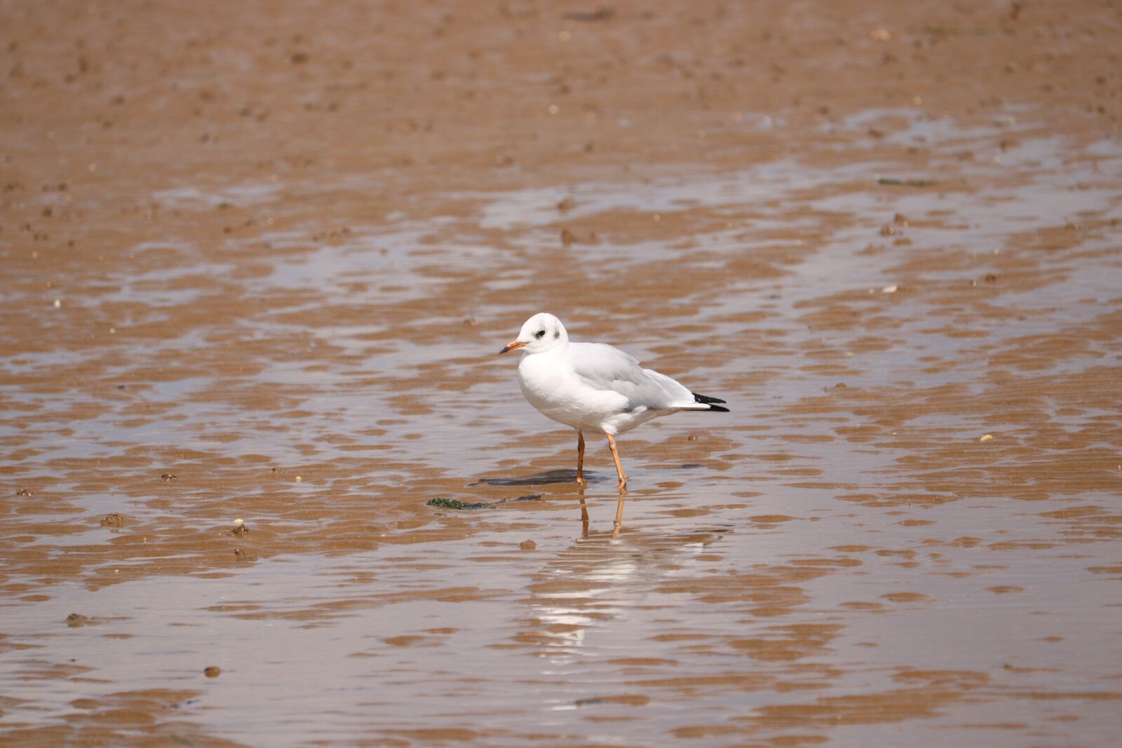 Canon EOS 750D (EOS Rebel T6i / EOS Kiss X8i) sample photo. Seagull, sand, sea photography