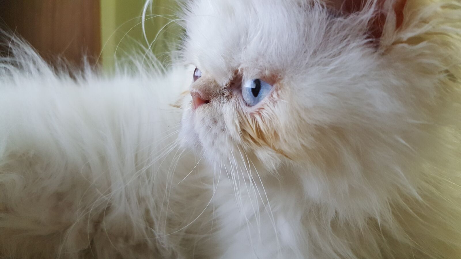 Samsung Galaxy Note5 sample photo. Cat, pet, persian cat photography