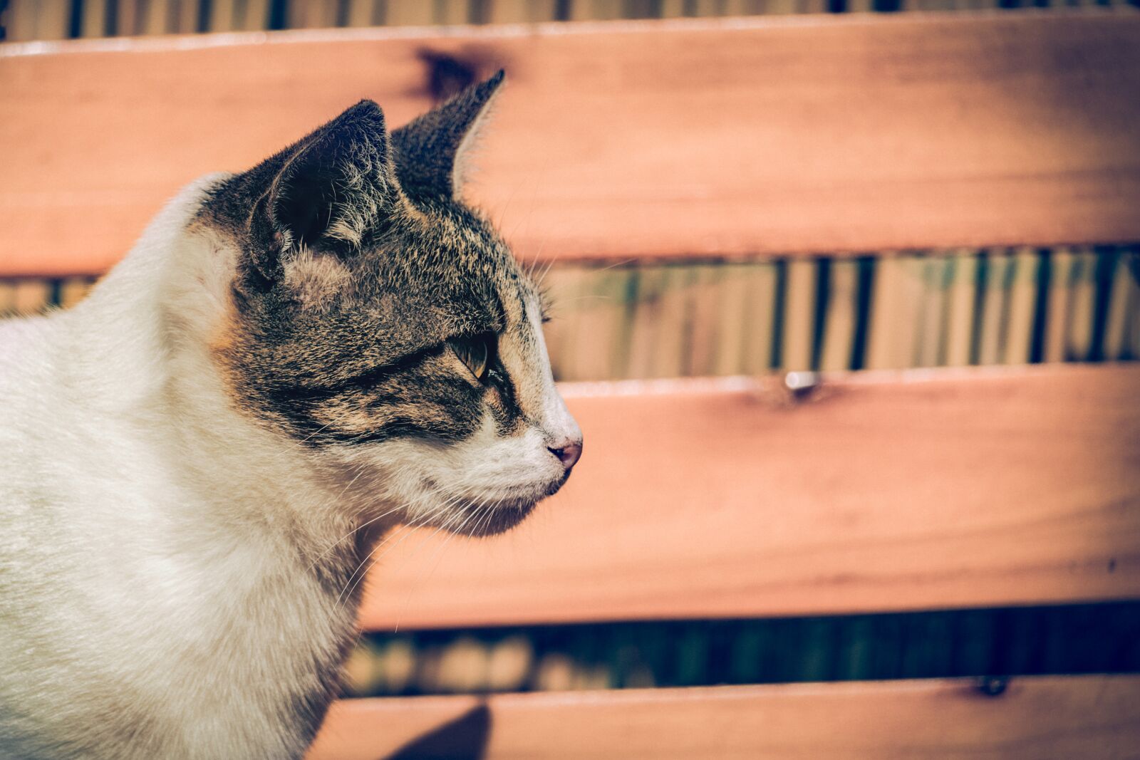 Canon EOS 1300D (EOS Rebel T6 / EOS Kiss X80) sample photo. Cat, malai, tiger photography