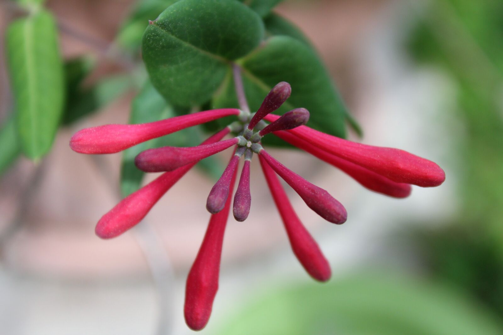 Canon EOS 550D (EOS Rebel T2i / EOS Kiss X4) sample photo. Nature, flora, flower photography