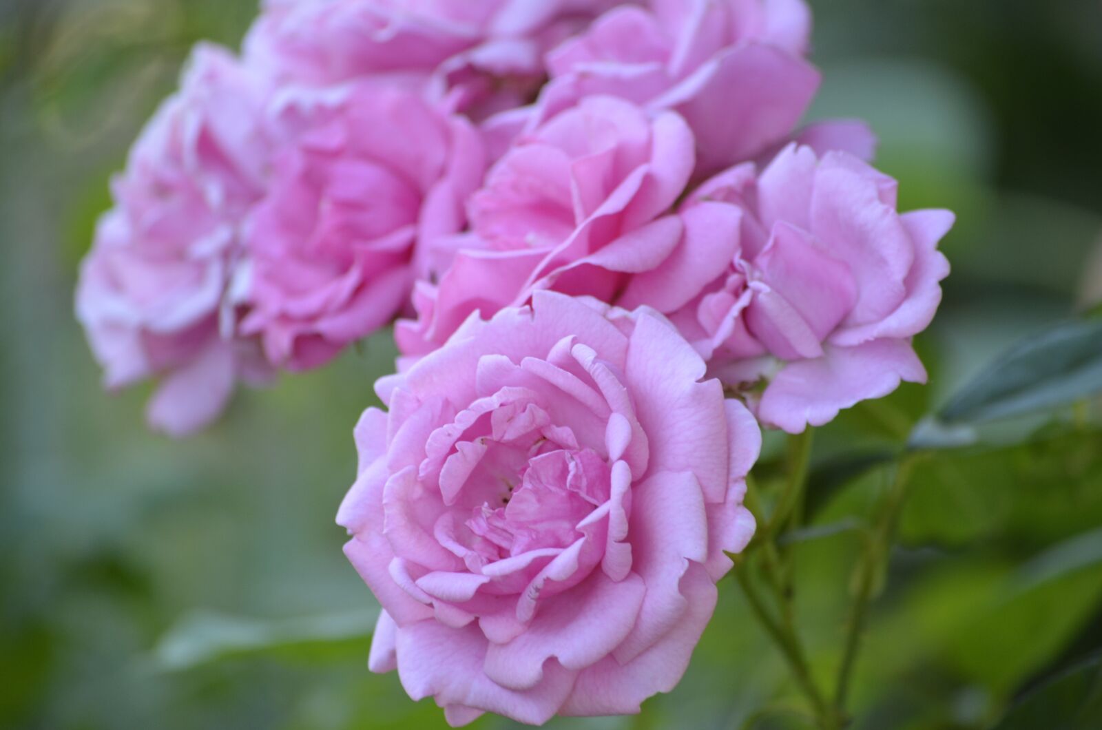 Nikon D5100 sample photo. Rose, pink rose, flower photography