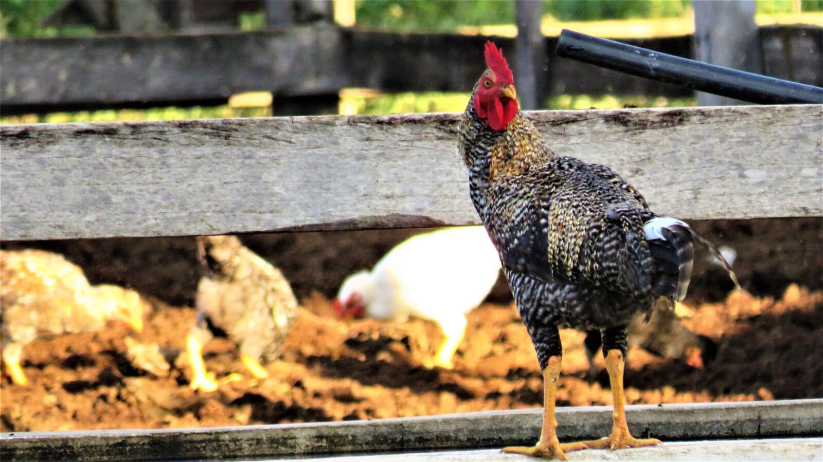 Canon PowerShot SX540 HS sample photo. Rooster, chicken, plumage photography