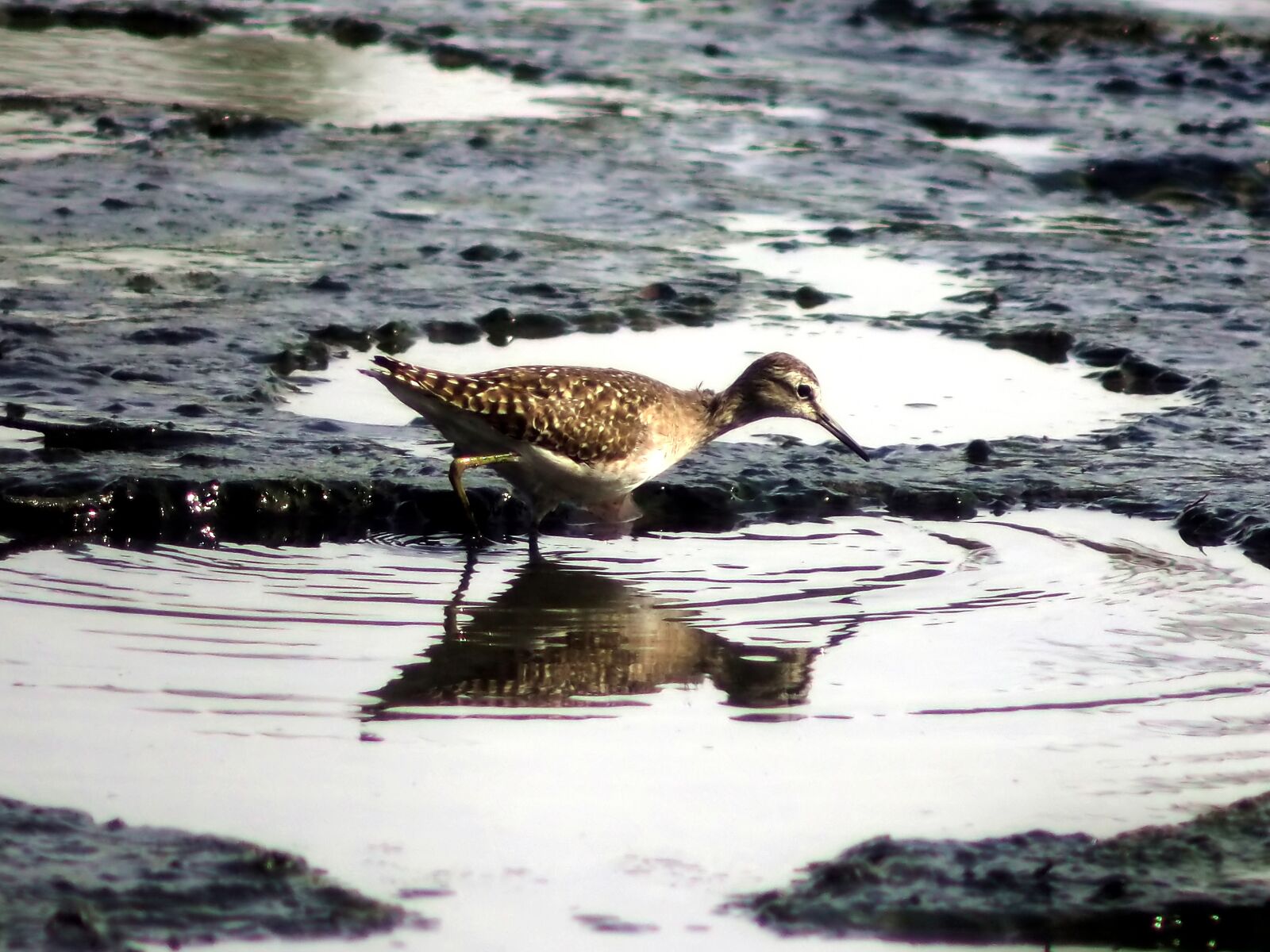 Olympus OM-D E-M1 sample photo. Migratory, bird, wood photography