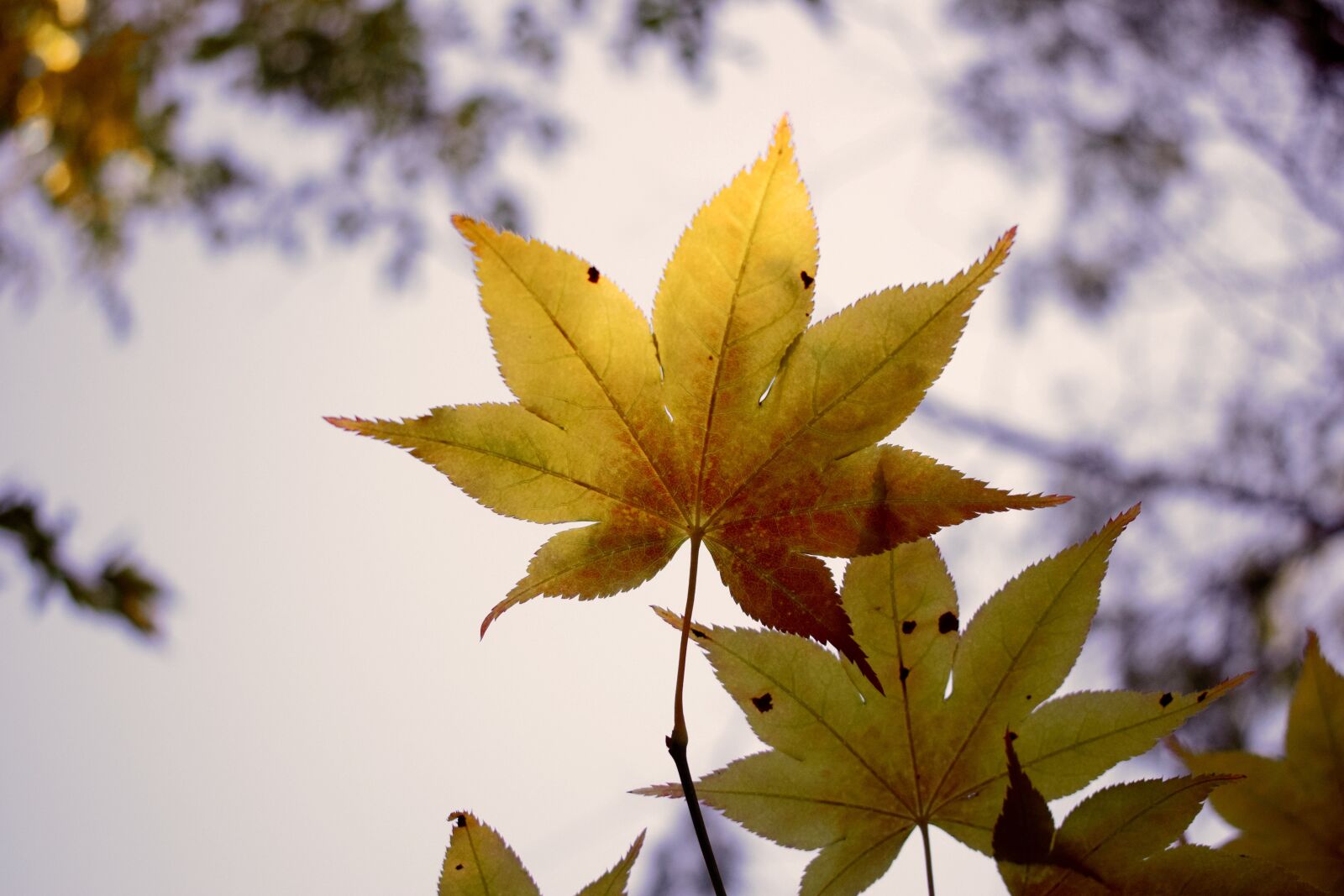 Nikon D3300 sample photo. Leaf, nature, flora photography
