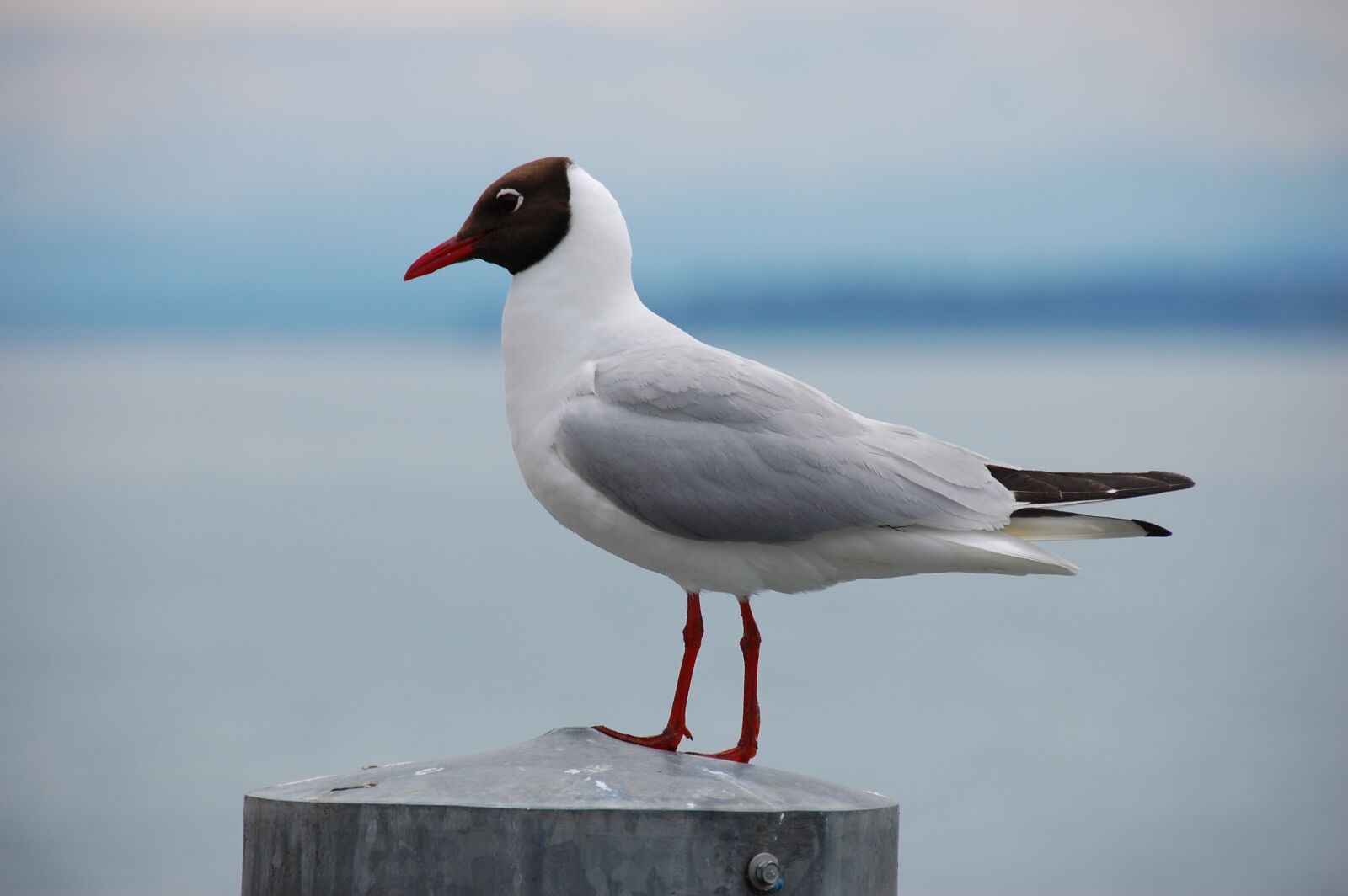 Nikon D40 sample photo. Seagull, bird, nature photography