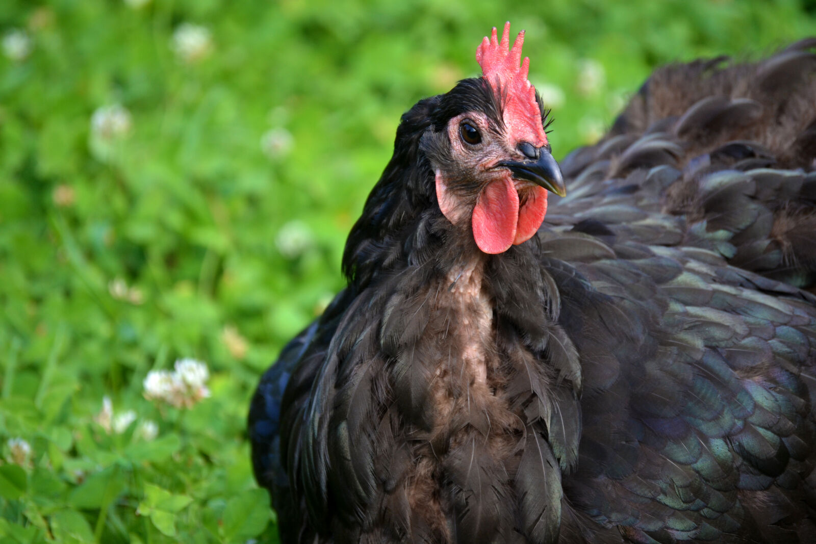 Nikon D3100 sample photo. Backyard, chickens, chicken, hen photography