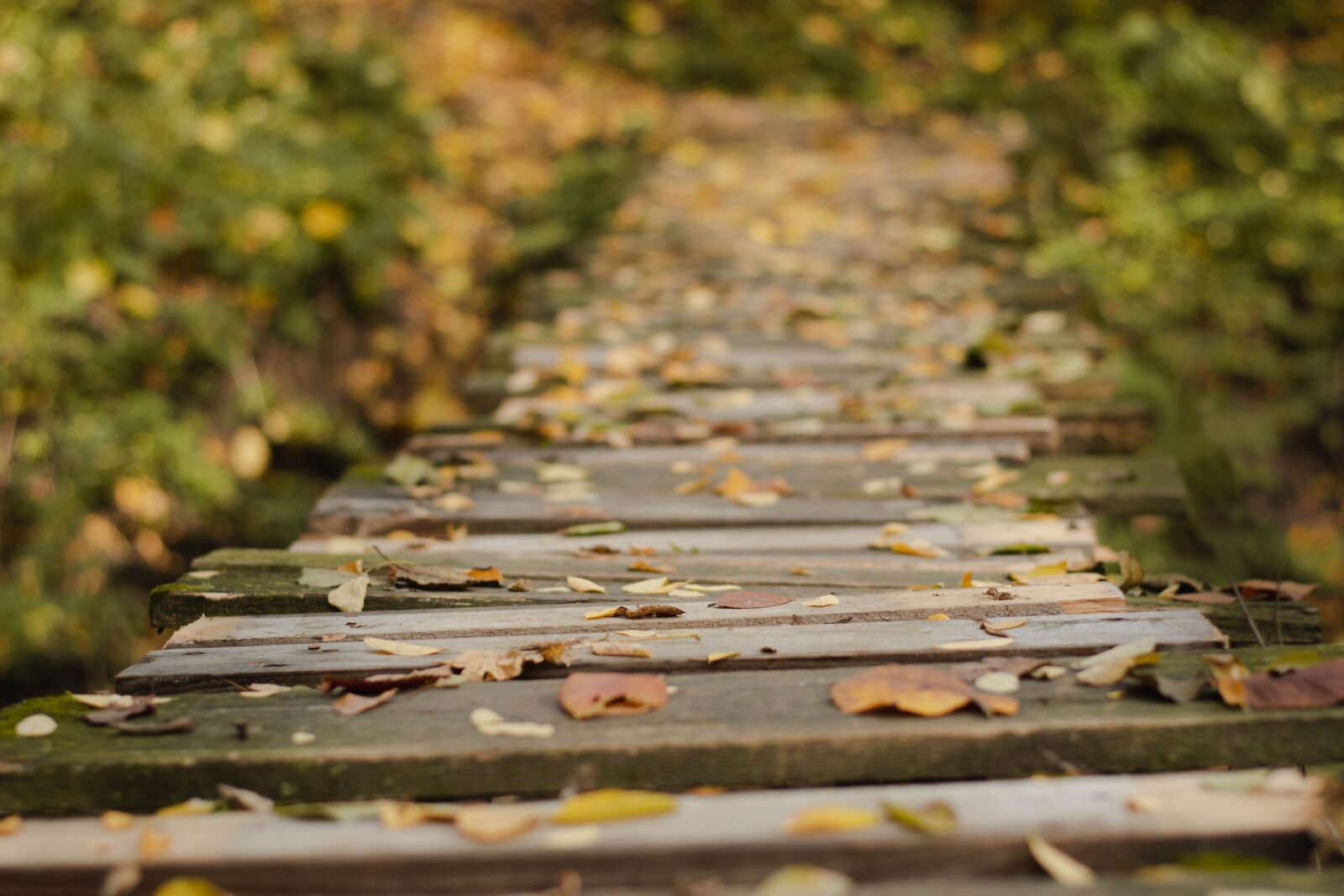 Nikon D5600 sample photo. Bridge, leaves, wood photography