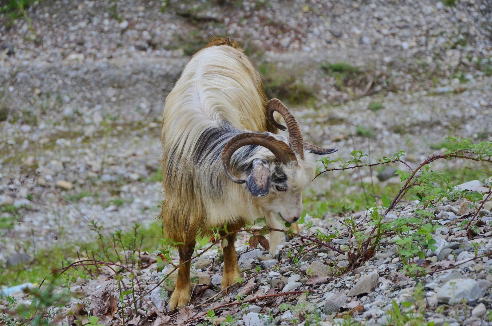 Nikon D7000 sample photo. Goat, goats, animal photography