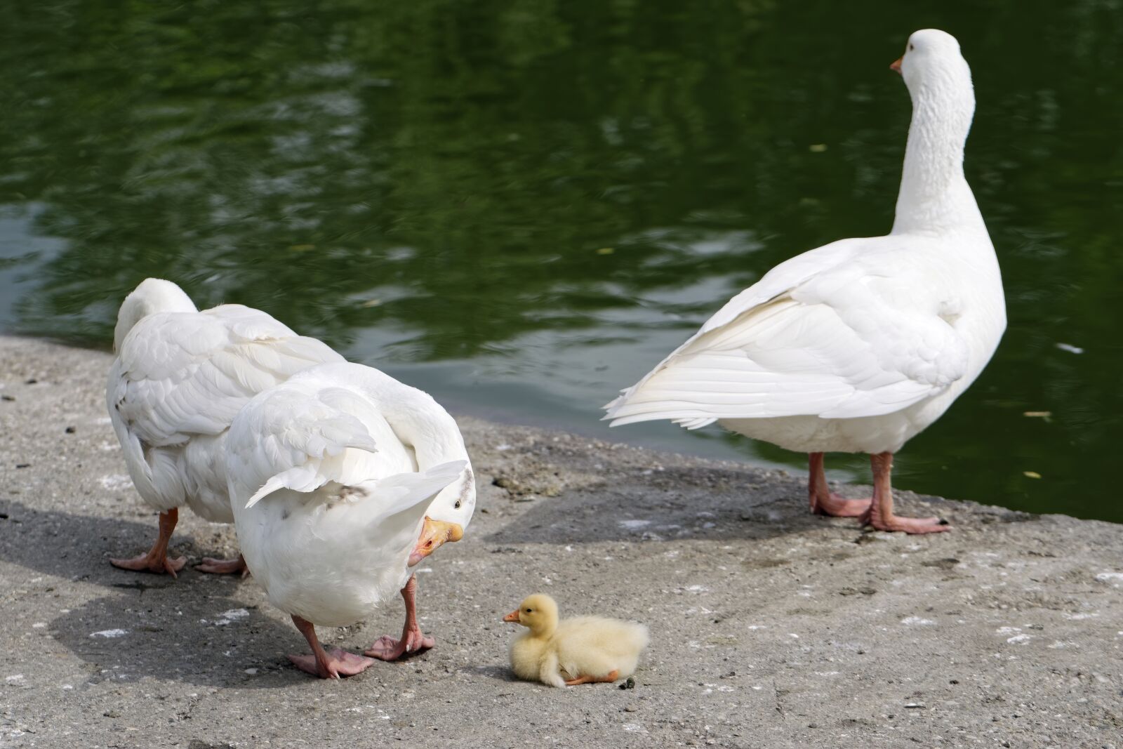 Nikon D5300 sample photo. Geese, birds, wings photography