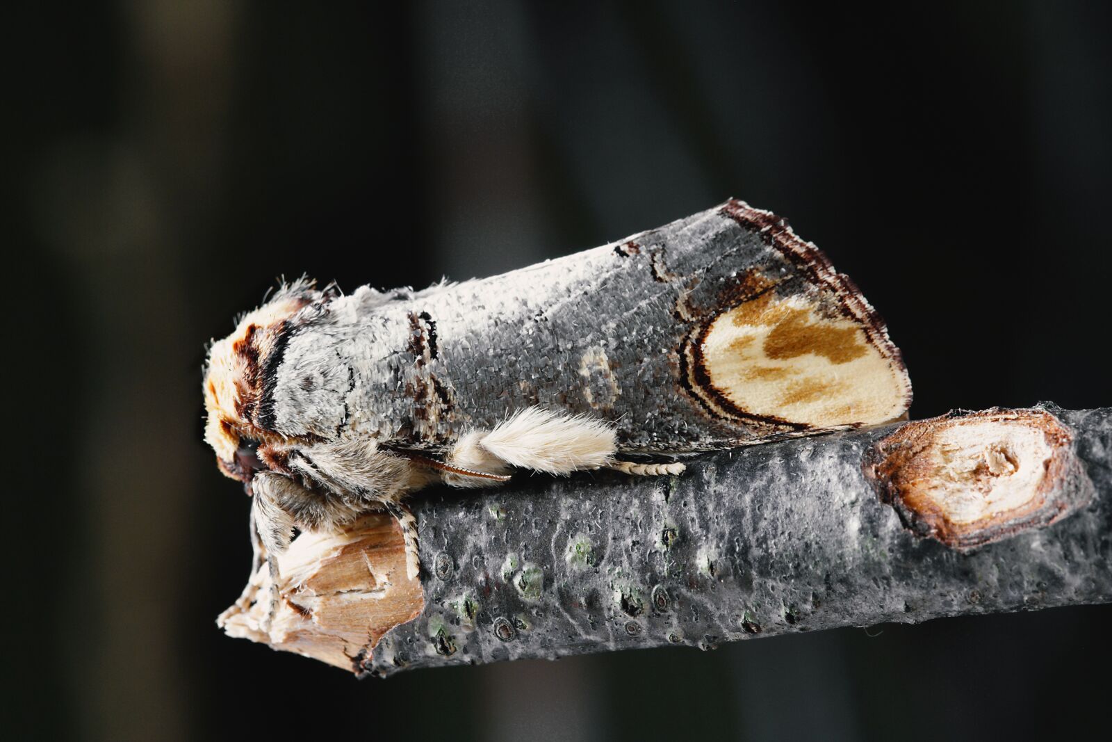Canon EOS 350D (EOS Digital Rebel XT / EOS Kiss Digital N) sample photo. Nature, moth, camouflage photography