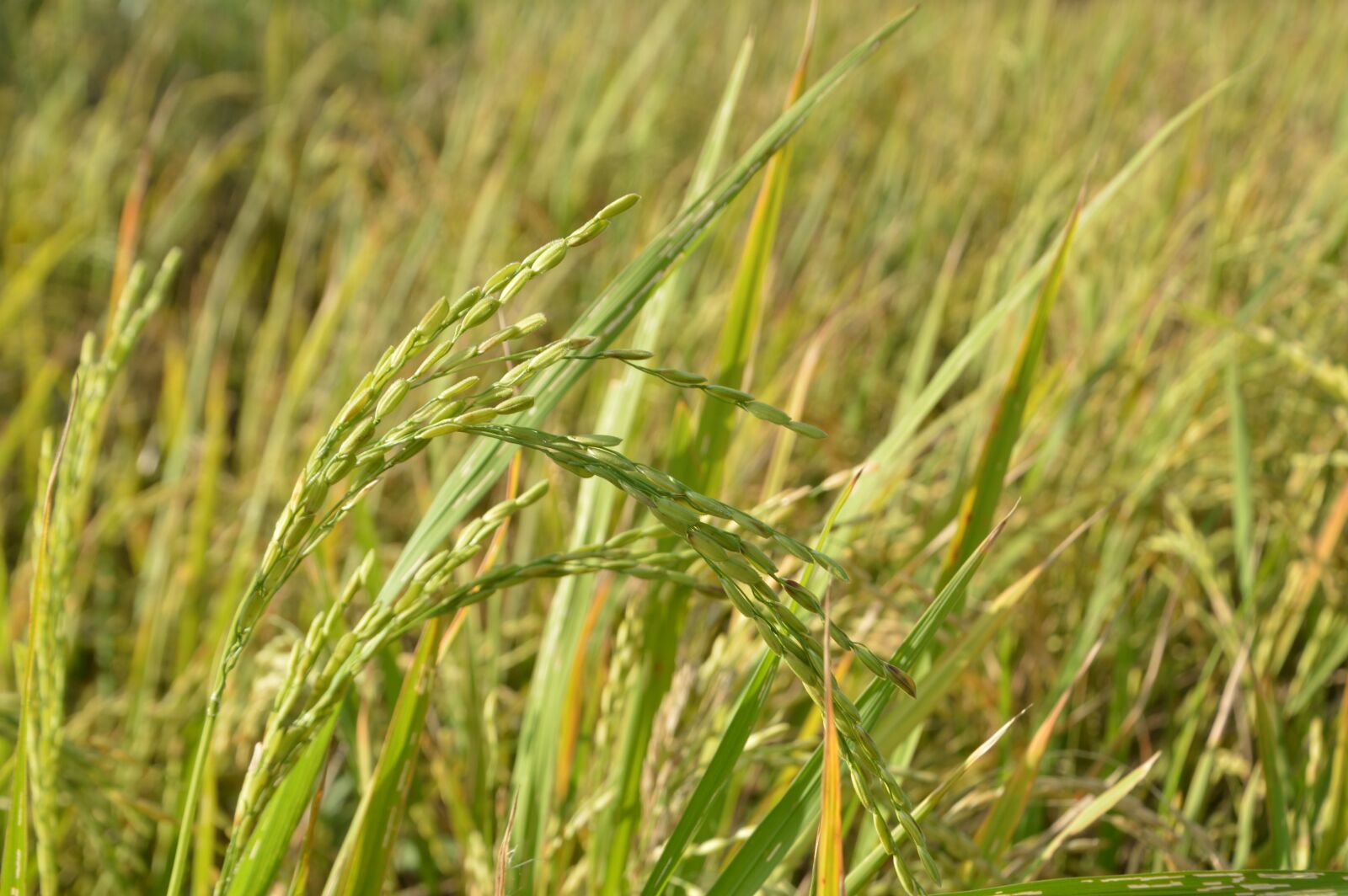 Nikon D3200 sample photo. Rice, farm, plant photography