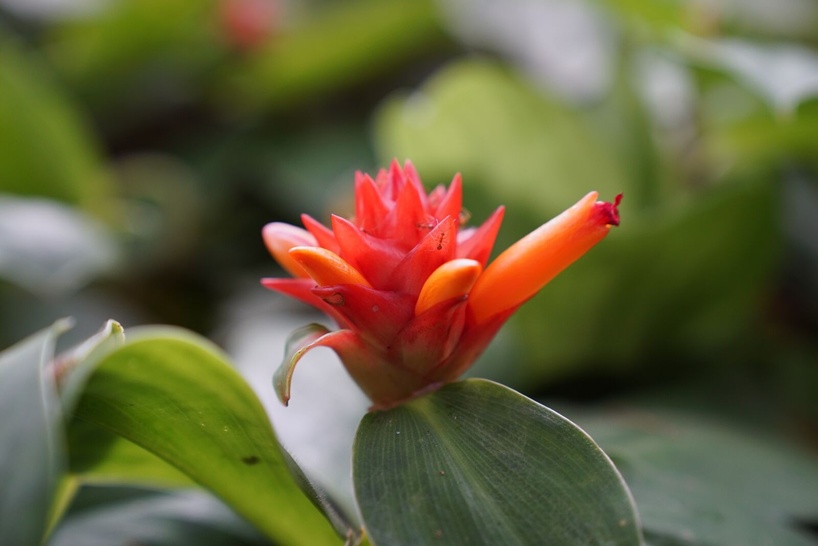 Sony a7S + Sony FE 24-70mm F2.8 GM sample photo. Orchids, tropical, floral photography