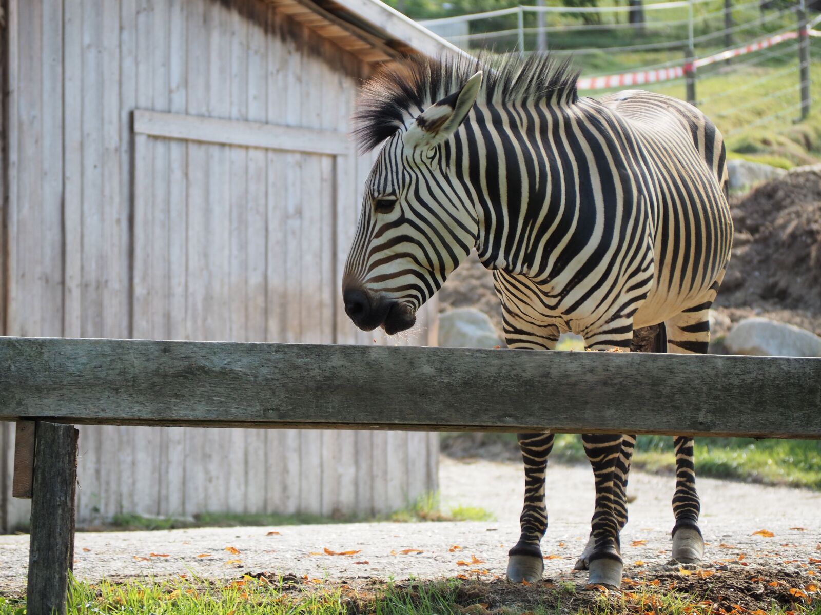 Olympus OM-D E-M10 sample photo. Zebra, zoo, animal photography