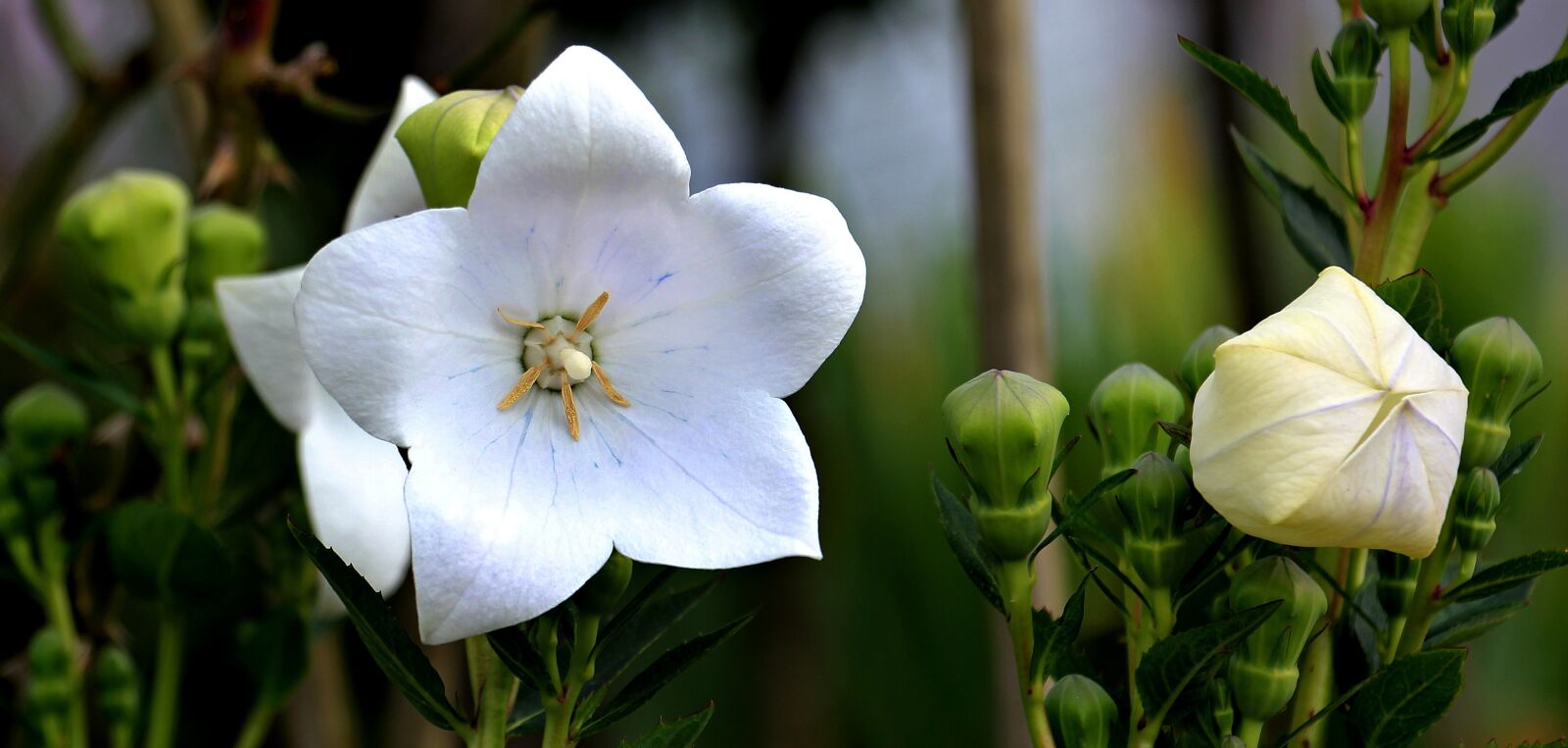 Canon EOS 550D (EOS Rebel T2i / EOS Kiss X4) sample photo. Balloon flower, chinese bellflower photography