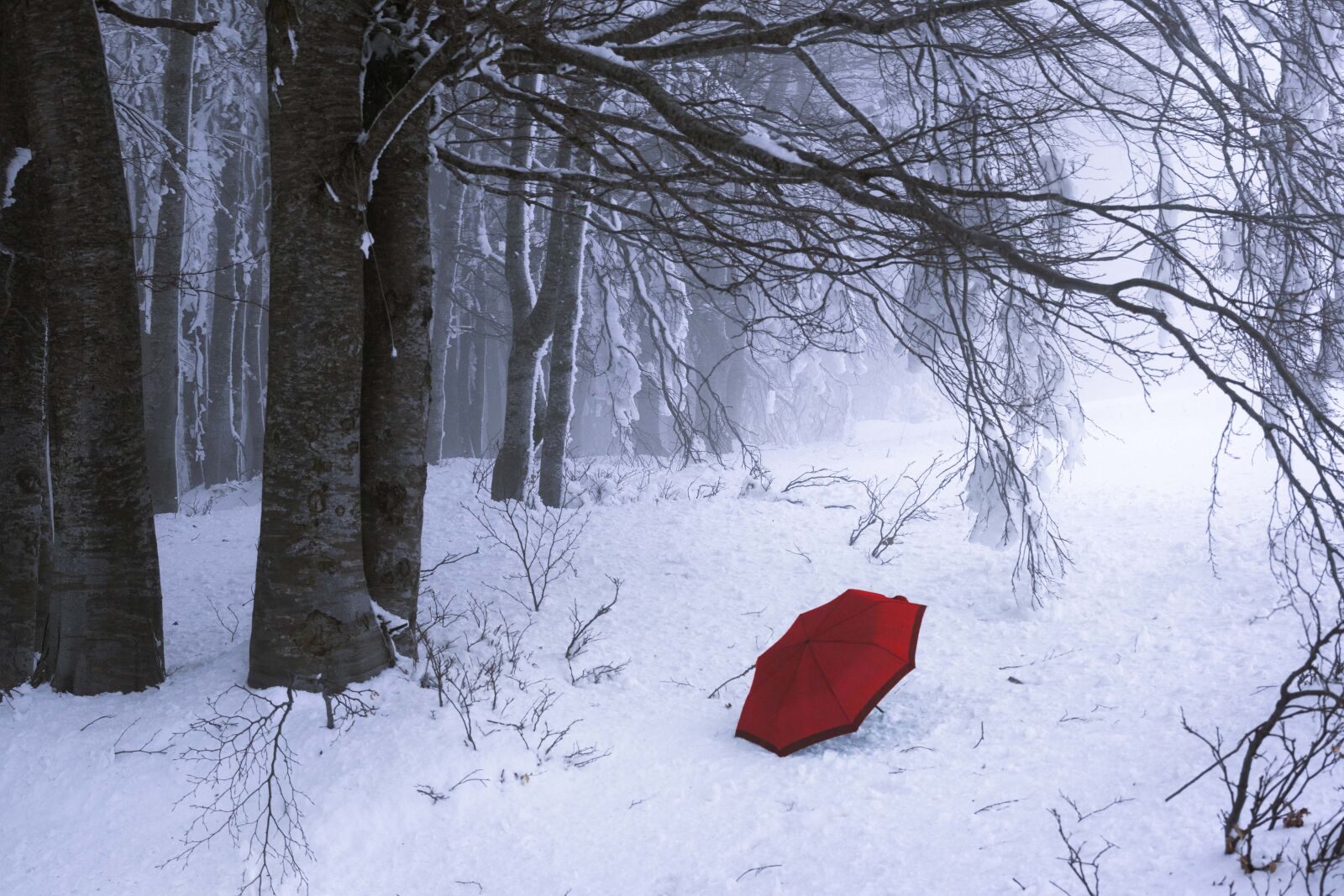 Nikon D5300 sample photo. Winter, forest, wintry photography