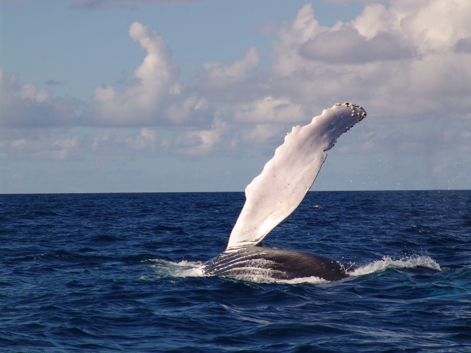 Sony DSC-F828 sample photo. Humpback whale, fin, sea photography