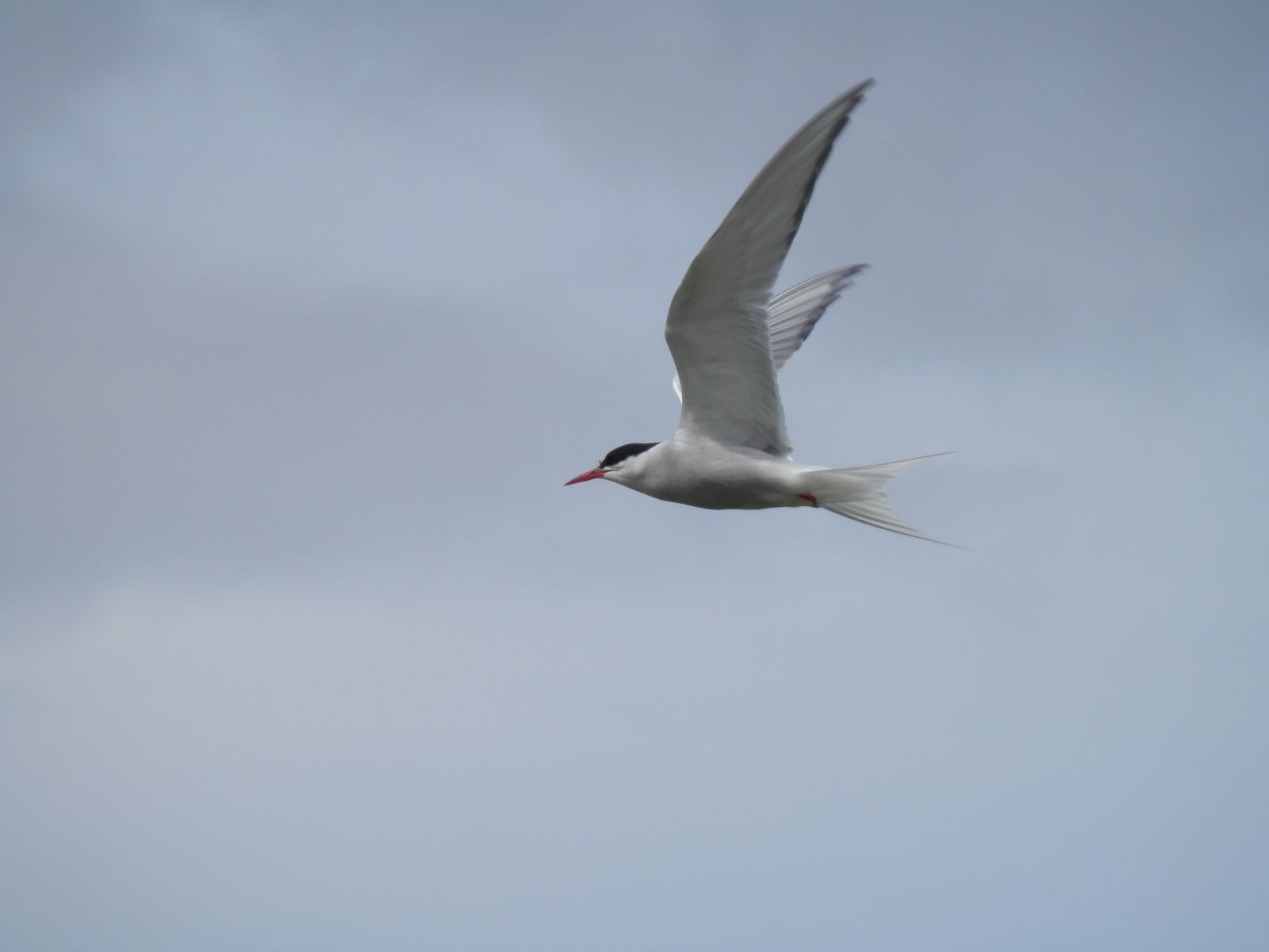 Olympus SZ-14 sample photo. Tern, bird, sea photography