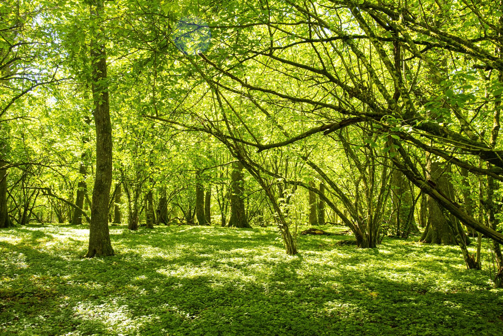 Nikon D750 sample photo. Forest, oak trees, nature photography