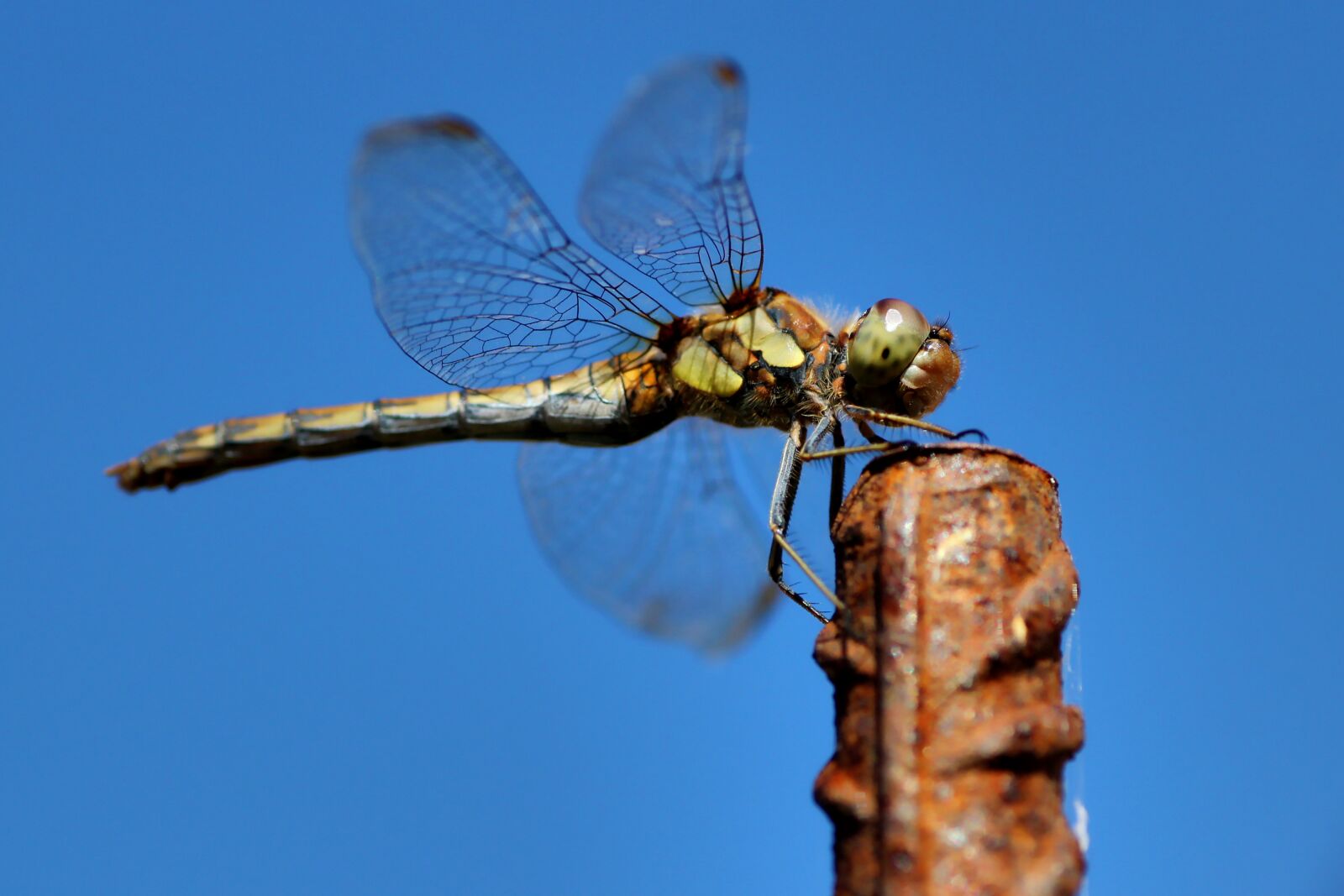 Tamron SP 90mm F2.8 Di VC USD 1:1 Macro sample photo. Dragonfly, dragonflies, insect photography