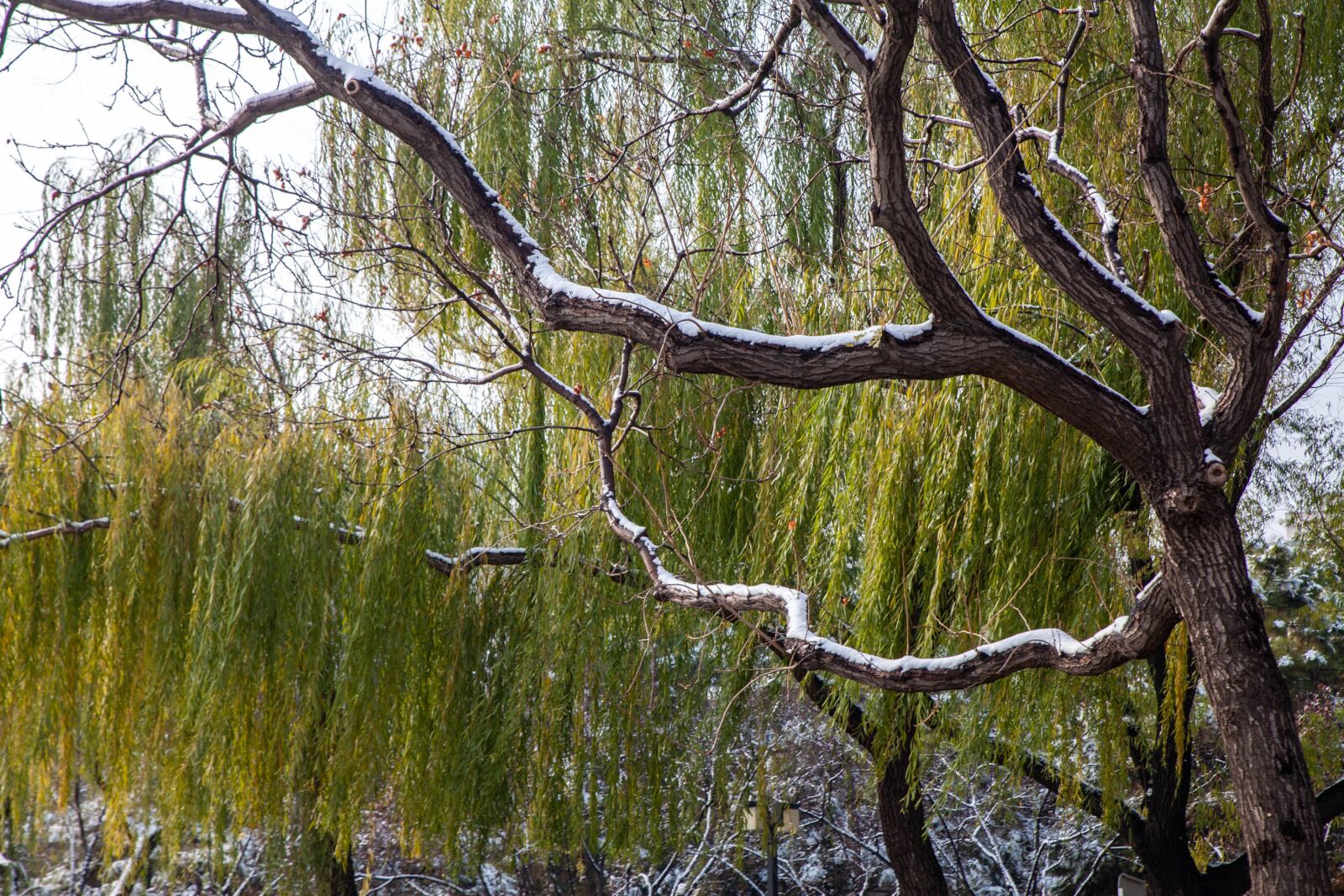 Canon EOS 5D Mark II sample photo. Snow, trees, winter photography