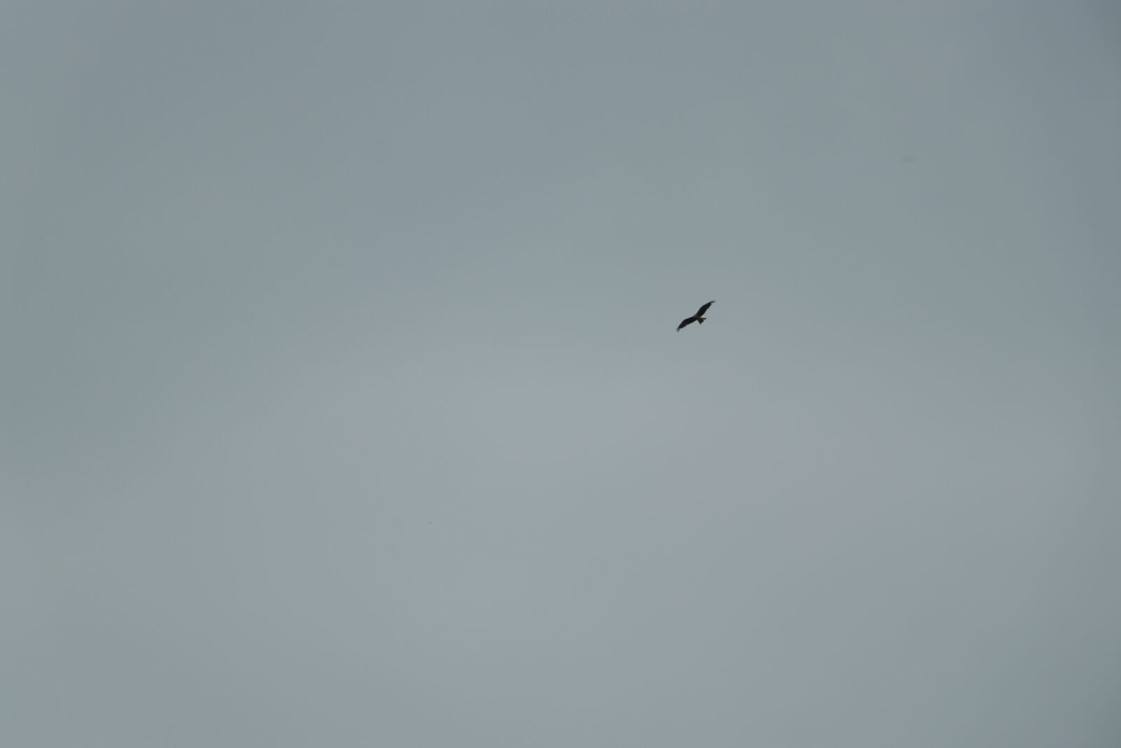 Canon EF-S 18-135mm F3.5-5.6 IS USM sample photo. Sky, seagull, animal photography