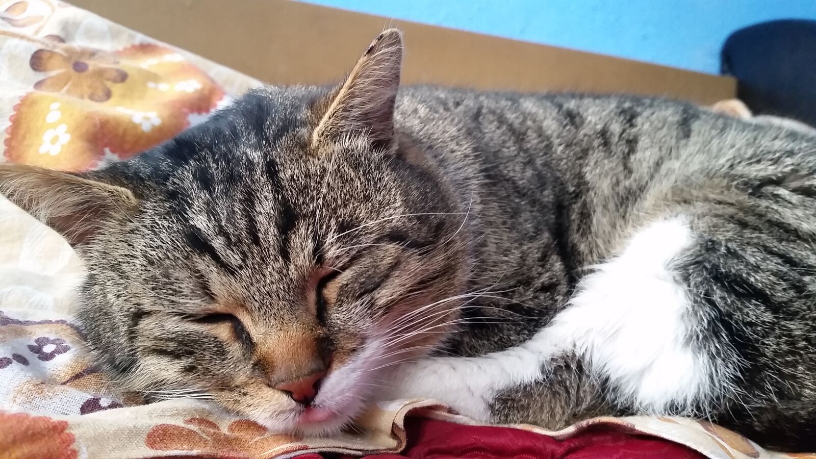 Samsung Galaxy S5 sample photo. Animal, cat, orange, sleep photography