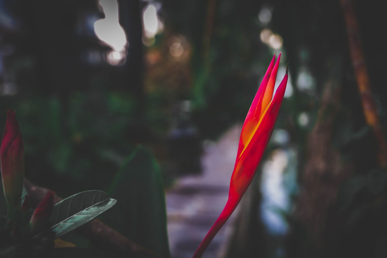 Fujifilm X-T100 sample photo. Red, flower, background photography