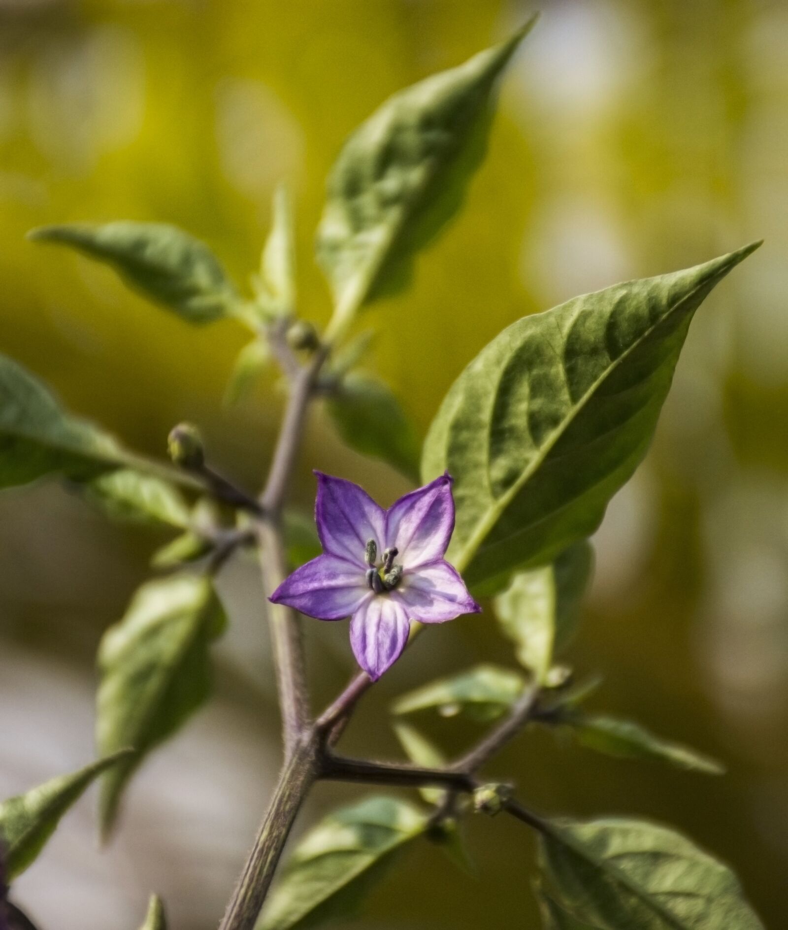 Nikon D7200 sample photo. Flower, floral, spring photography
