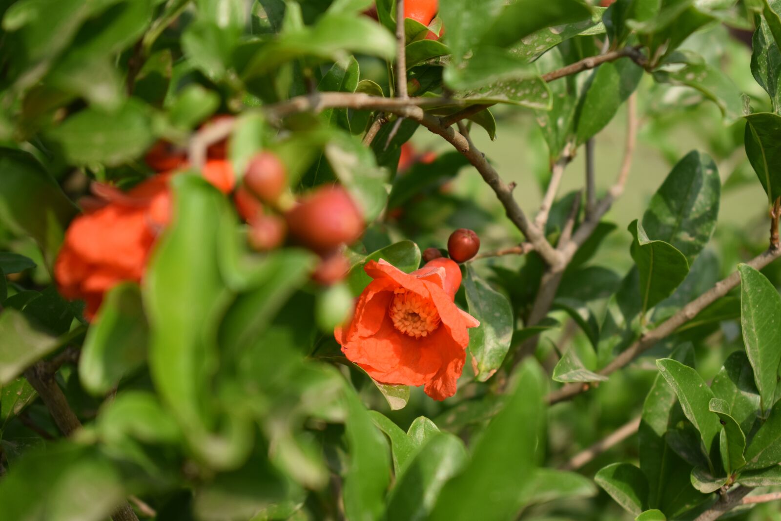 Nikon D3400 sample photo. Garden, gardening, plant photography