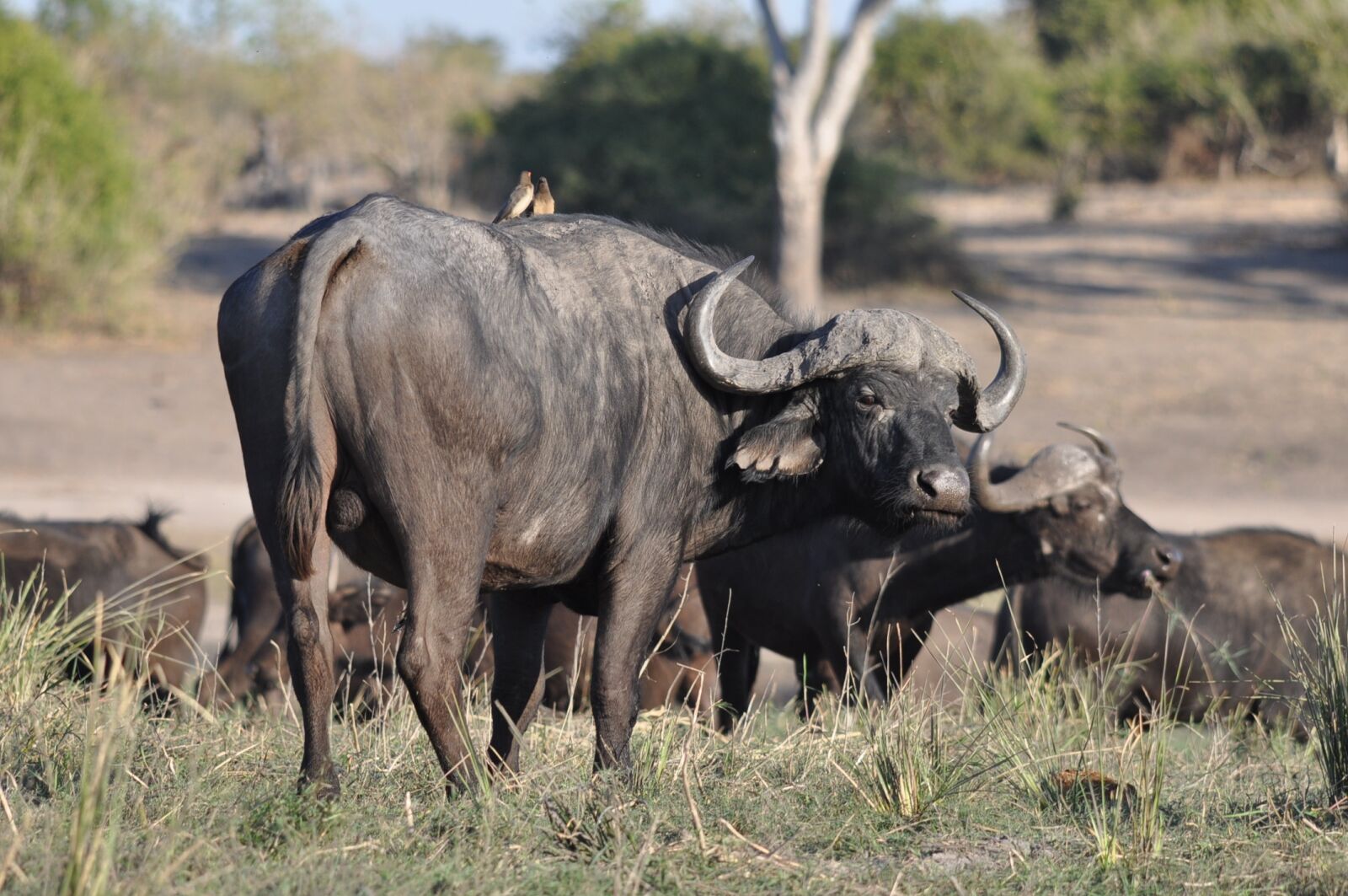 Nikon D90 sample photo. Animal, mammal, wildlife photography