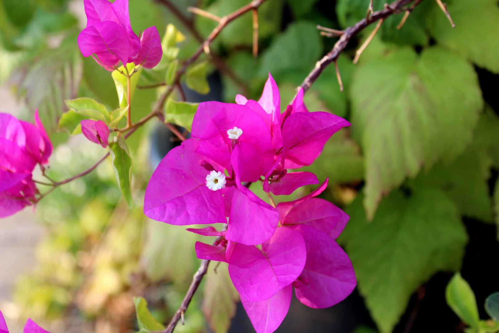 Canon EOS 600D (Rebel EOS T3i / EOS Kiss X5) sample photo. Nature, flower, blossom photography