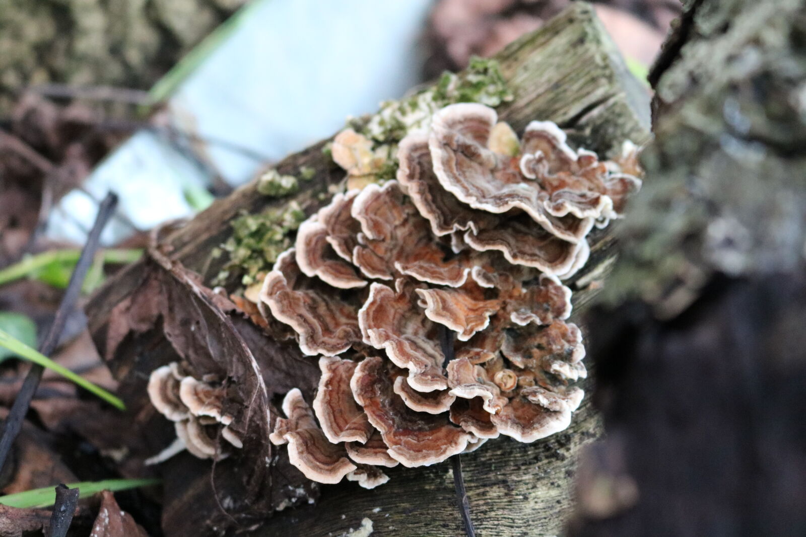 Canon EOS 750D (EOS Rebel T6i / EOS Kiss X8i) sample photo. Fungus, wood photography