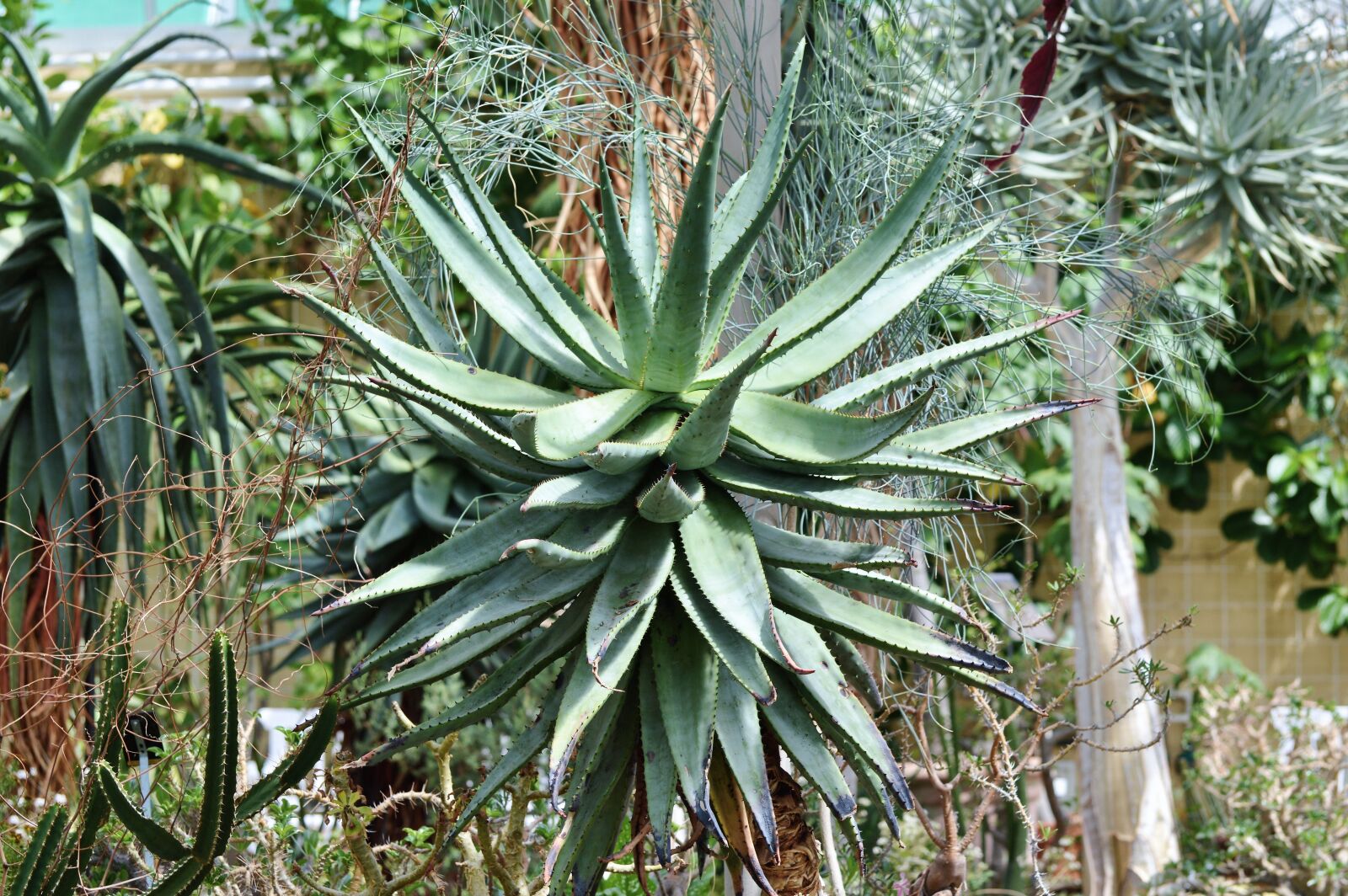 Nikon D3200 sample photo. Agave, cactus, succulent photography