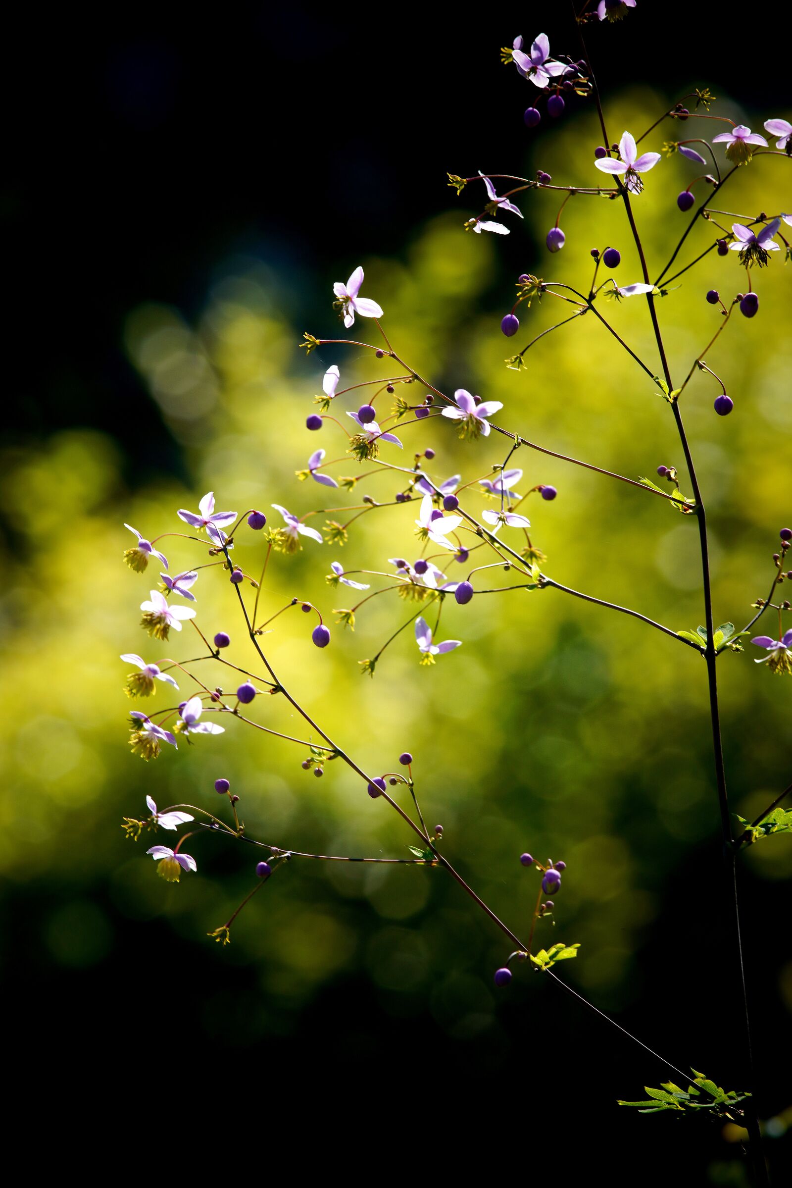 Canon EF 300mm F4L IS USM sample photo. Vulgaris, arboria vulgaris, arboria photography