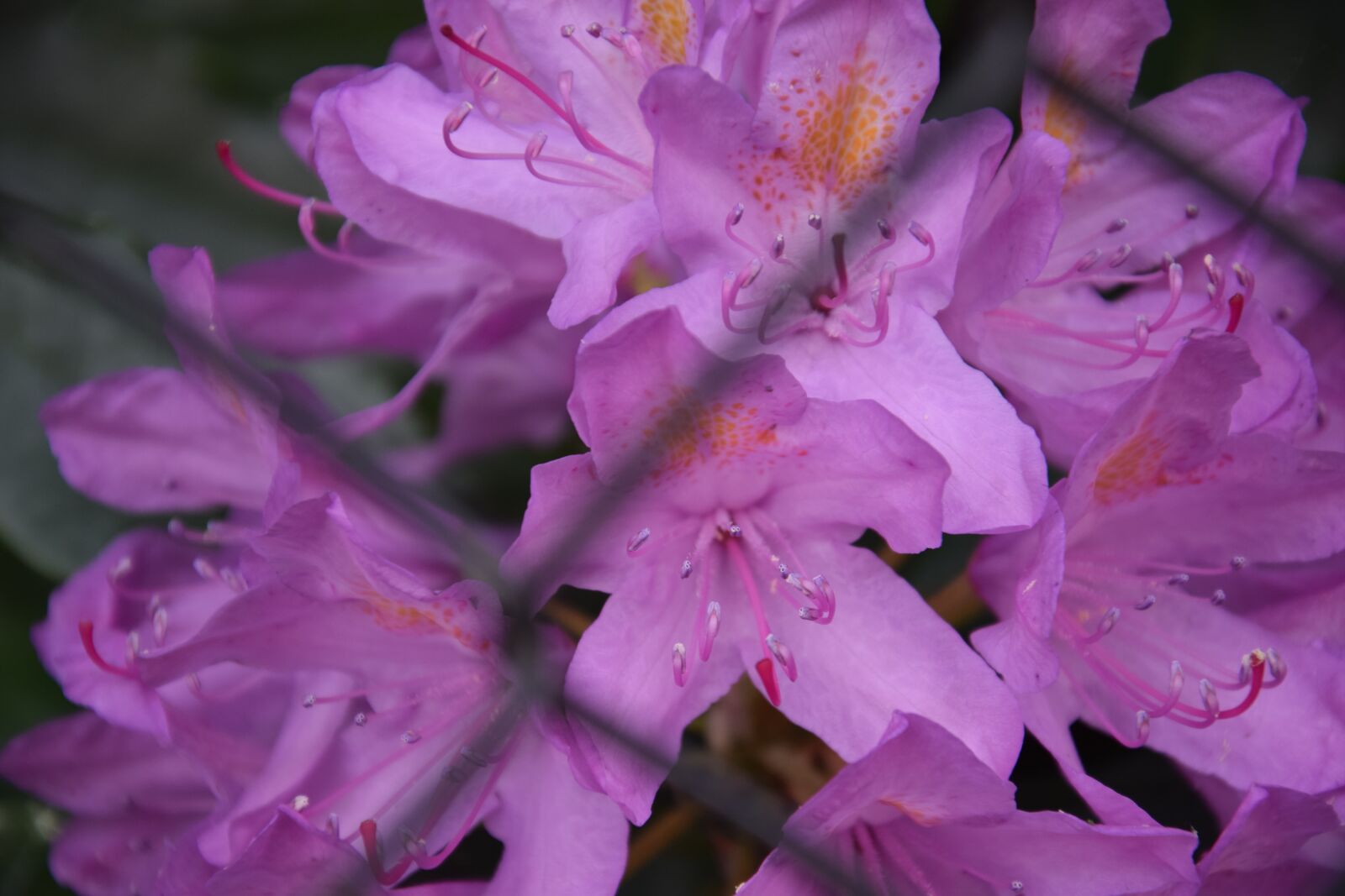 Nikon D5300 sample photo. Flower, summer, spring photography
