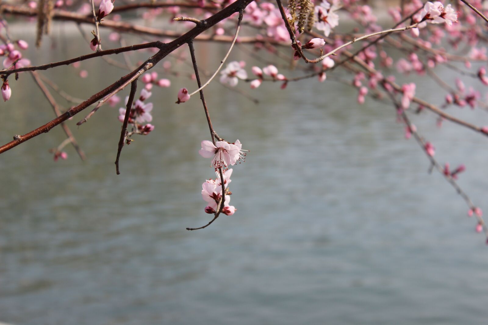 Canon EOS 600D (Rebel EOS T3i / EOS Kiss X5) sample photo. Flower, spring, spring flower photography